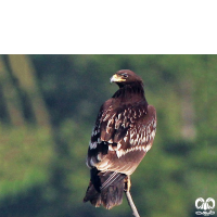 گونه عقاب خالدار بزرگ Greater Spotted Eagle